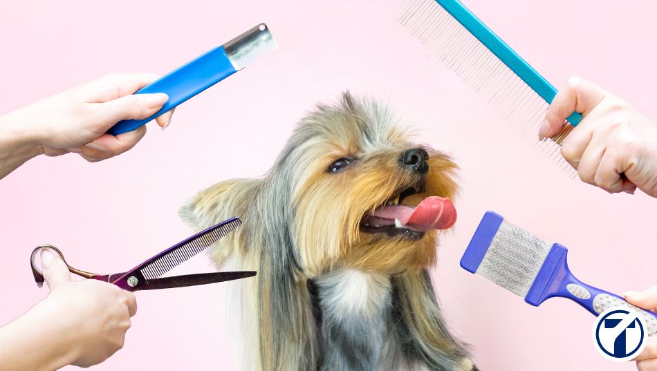 Cómo montar una peluquería canina | Requisitos y costes