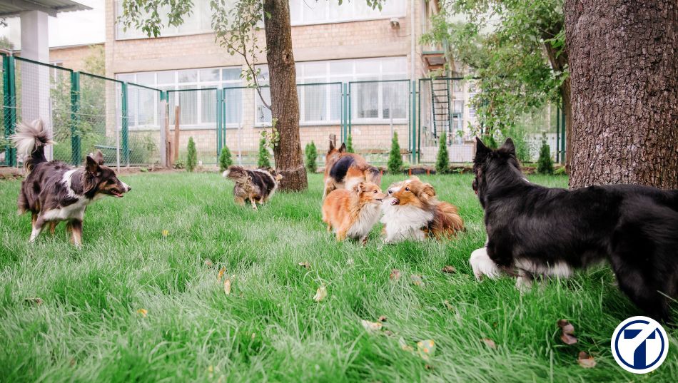 Cómo montar una guardería canina | Requisitos y Costes